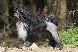 PETIT CHIEN LION 283